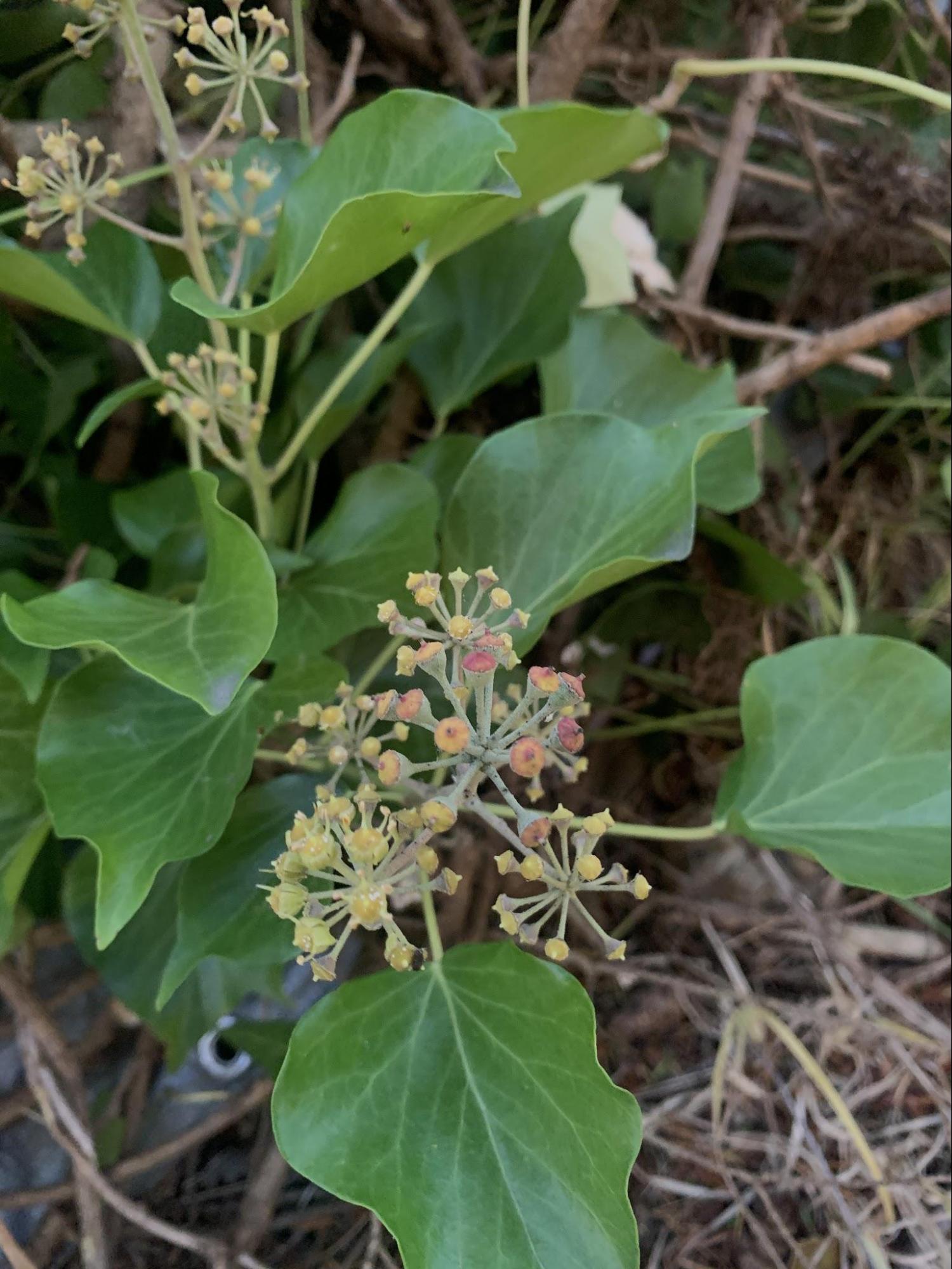 Dark green three to five lobed ivy leaves. They feel very smooth and on top, and rougher on the bottom where each vein also stands out. The flowers are very small, yellow-green and grow in clusters of many flowers originating from one point. 