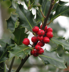 A close up photo of a holly branch. The waxy leaves are paired alternately and about two inches long, with many sharp spines along the edges and at the point of the leaf. The branch also has a cluster of small, hard, bright red fruit, which cluster close to the branch and have a small rough spot on the end opposite the stem. They have three or four small seeds inside when broken open. 