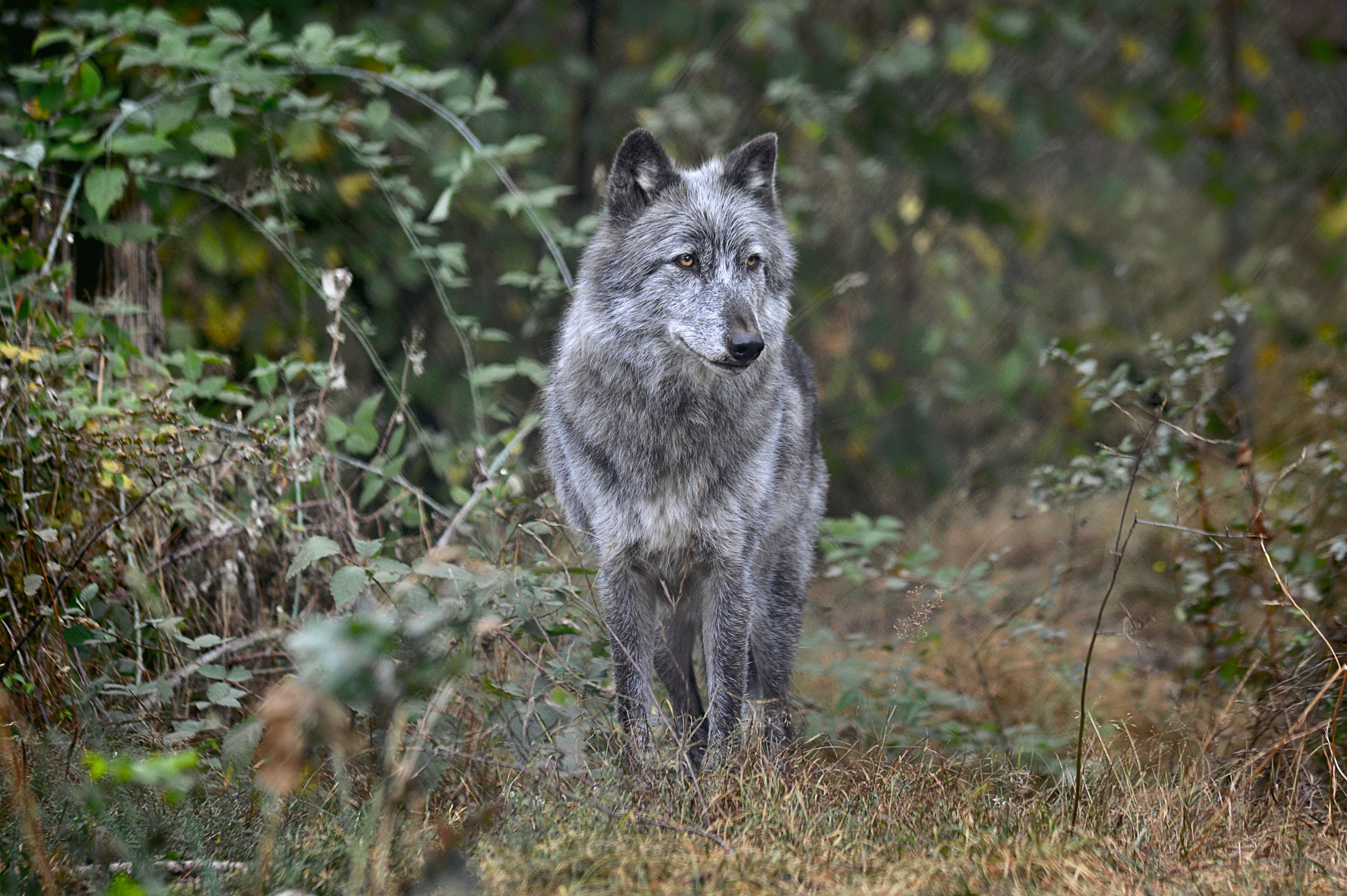 Gray wolf named Anna