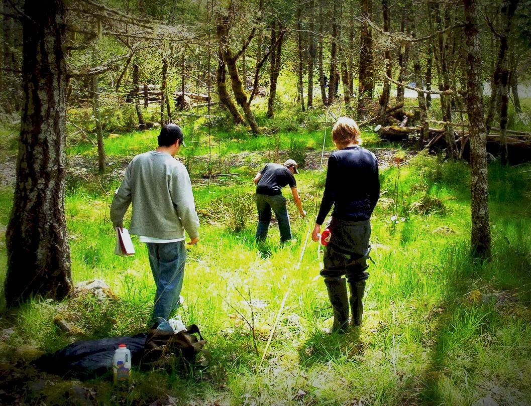 Two students and a faculty member mark the Elwha flats sparse forest for research.
