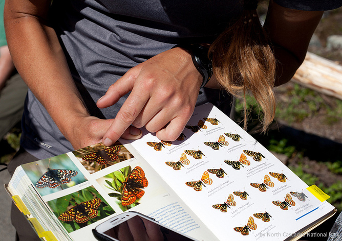 A student holds open a book of butterfly identification, pointing at one of the photos with their phone propped up nearby