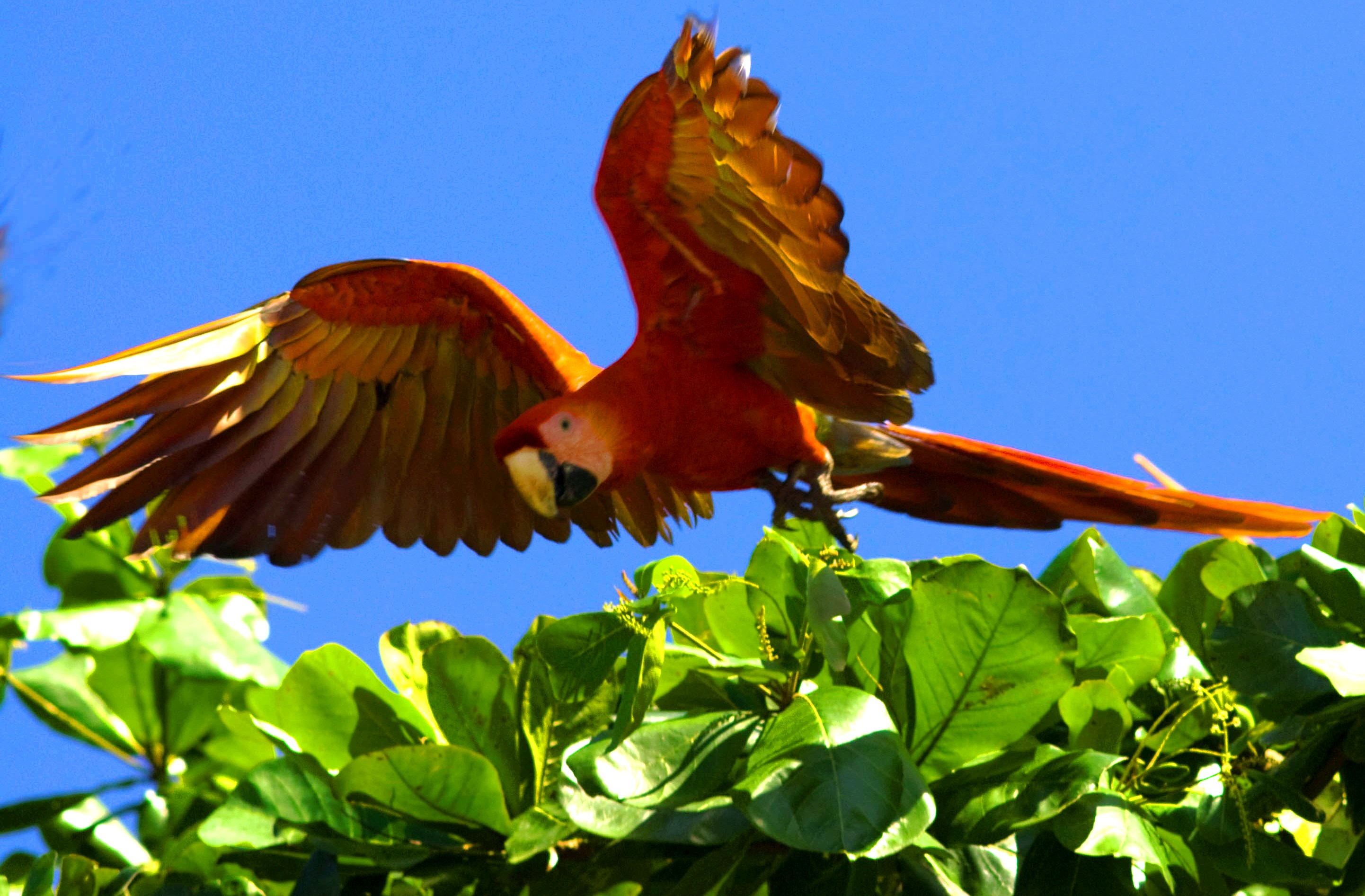 Macaw flying off the top of a tree