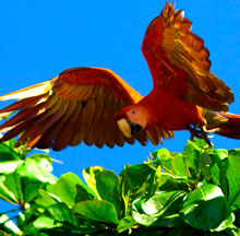 A red macaw flies over foliage