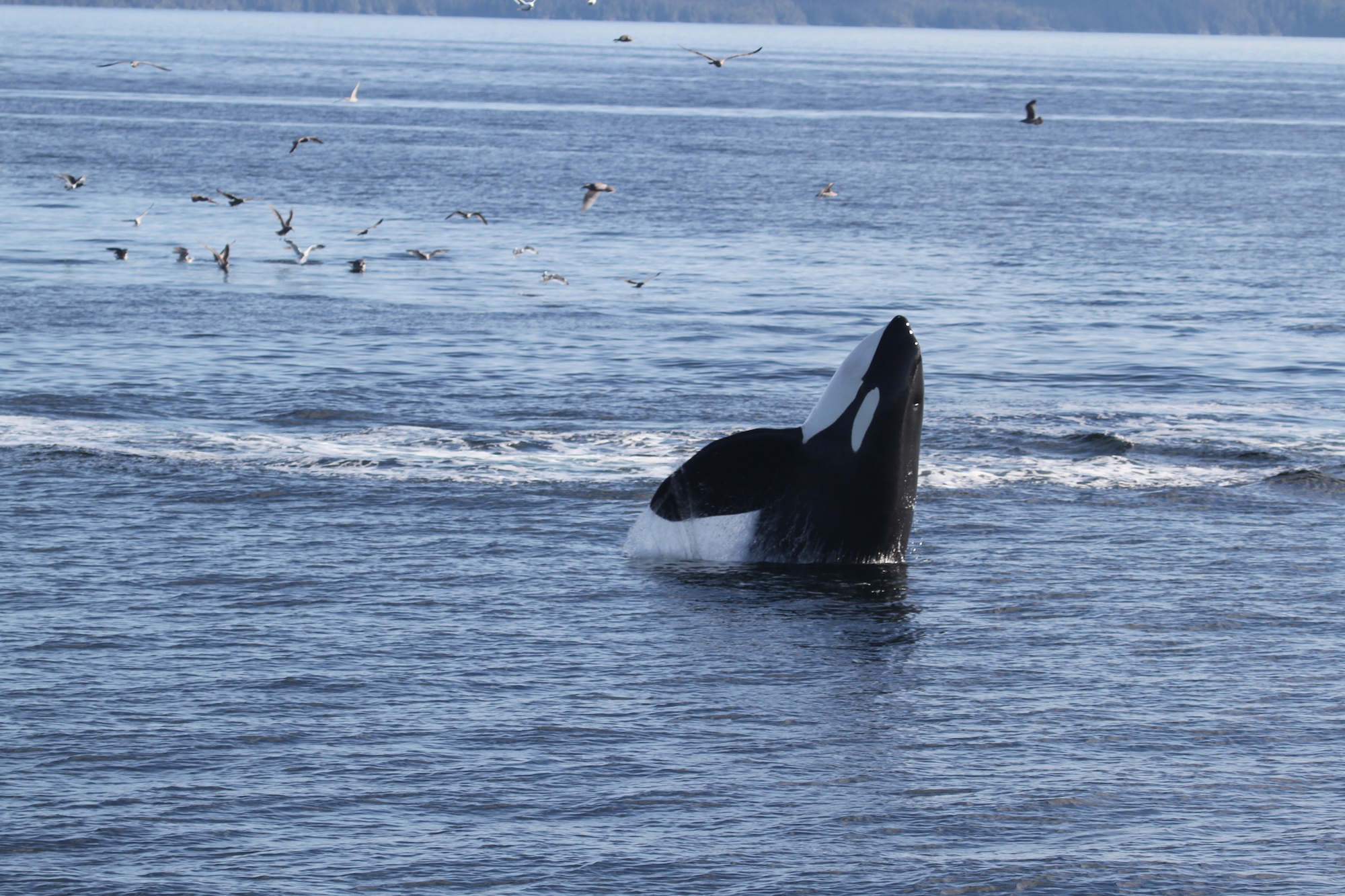 Orca whale in the Salish Sea
