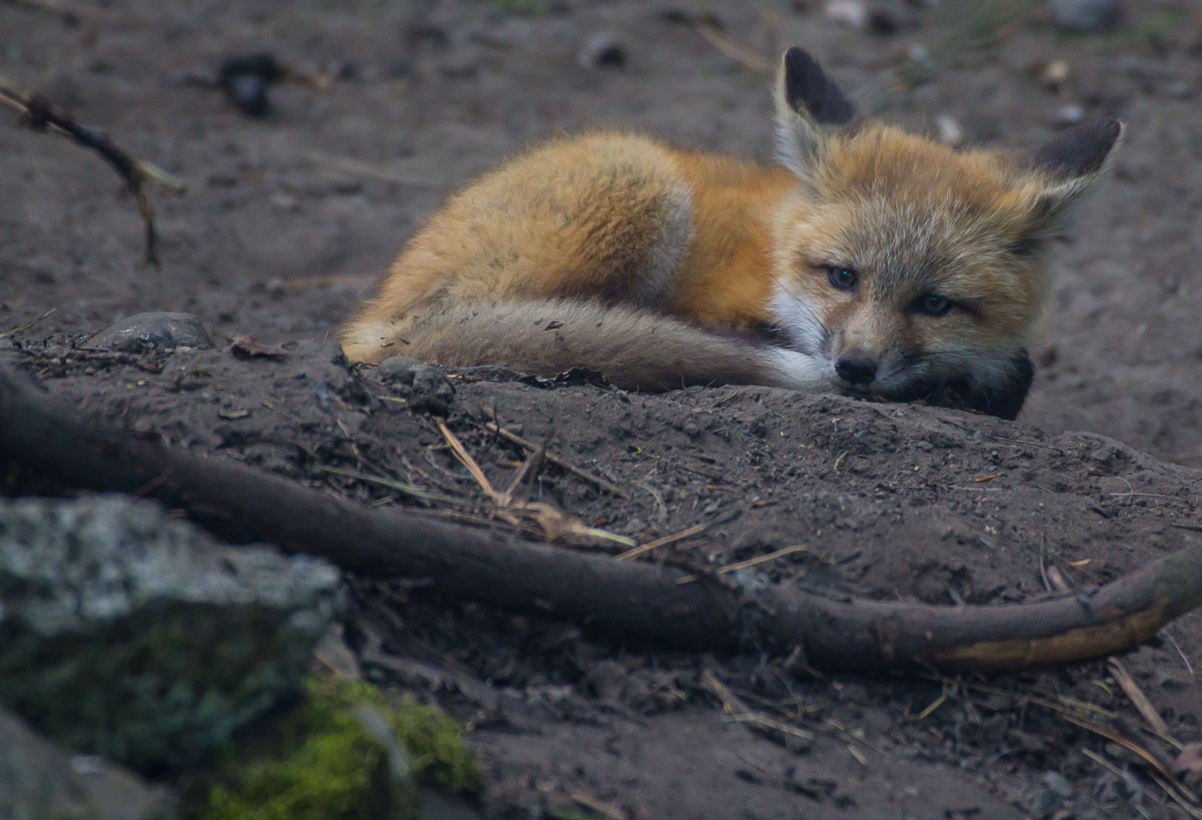 A small red fox curled up in the dirt