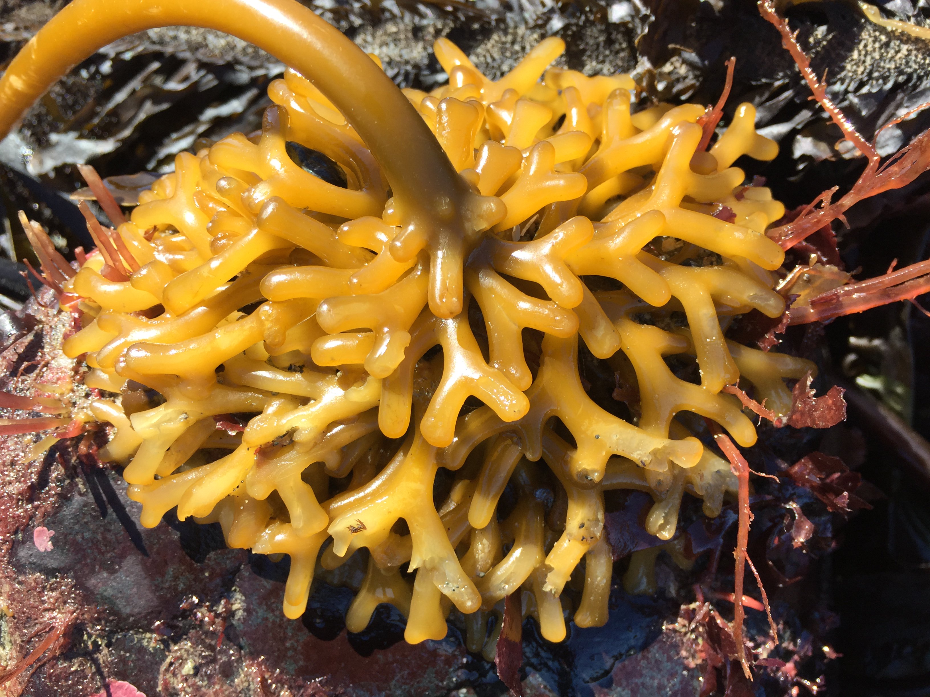 Photo of kelp