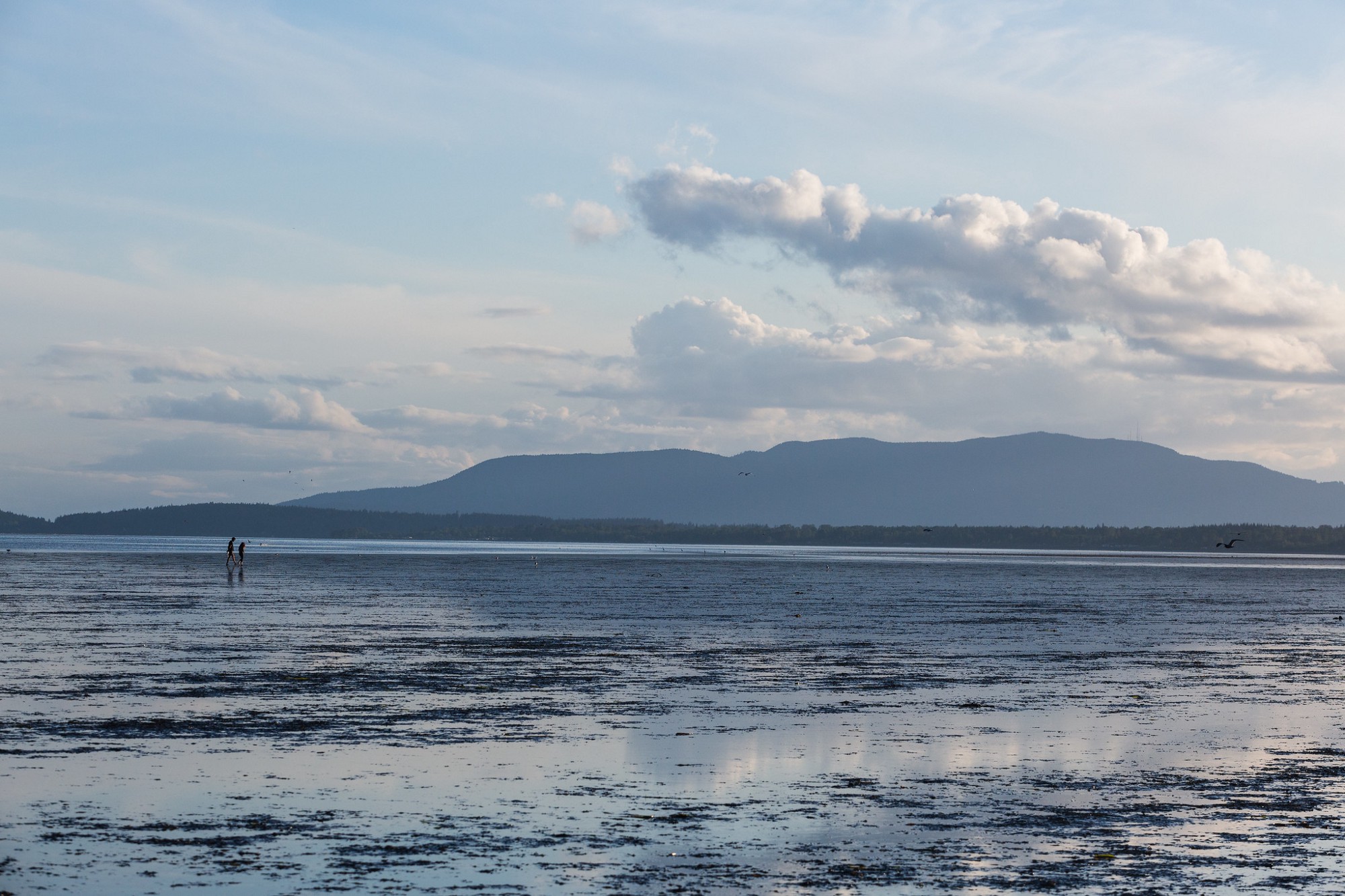 A pair of folks walks on the exposed mudflats of the Noosack Delta; behind them on the horizon is Lummi Island. 