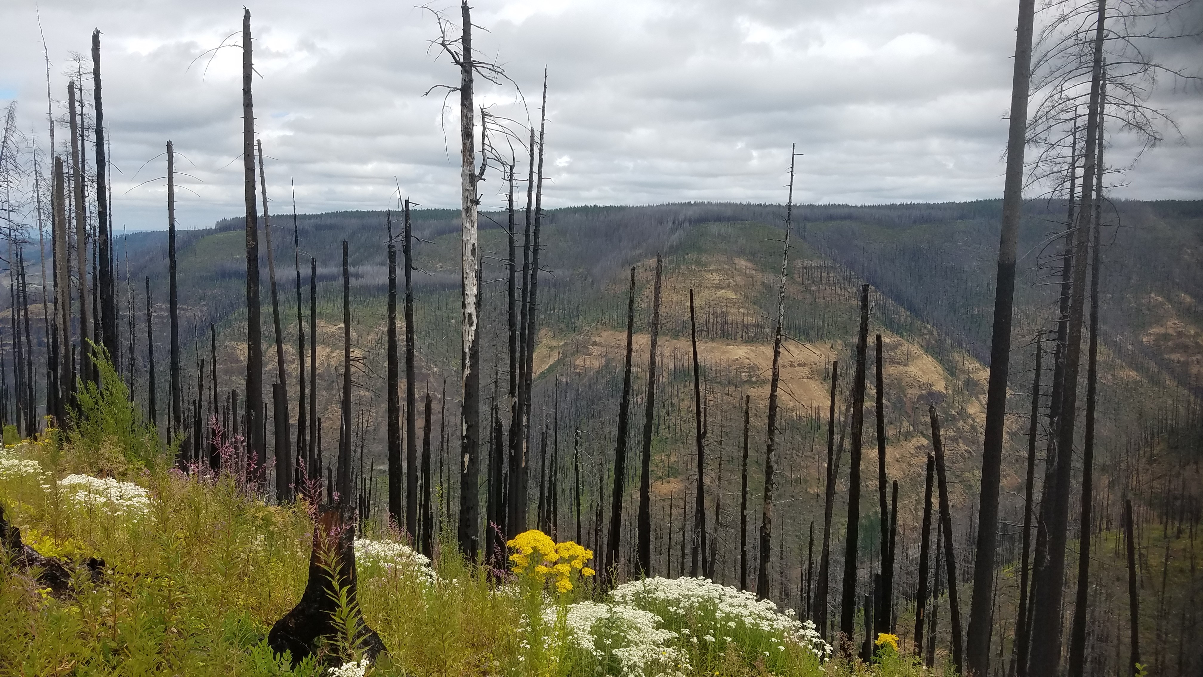 Burnt trees on a hillslope