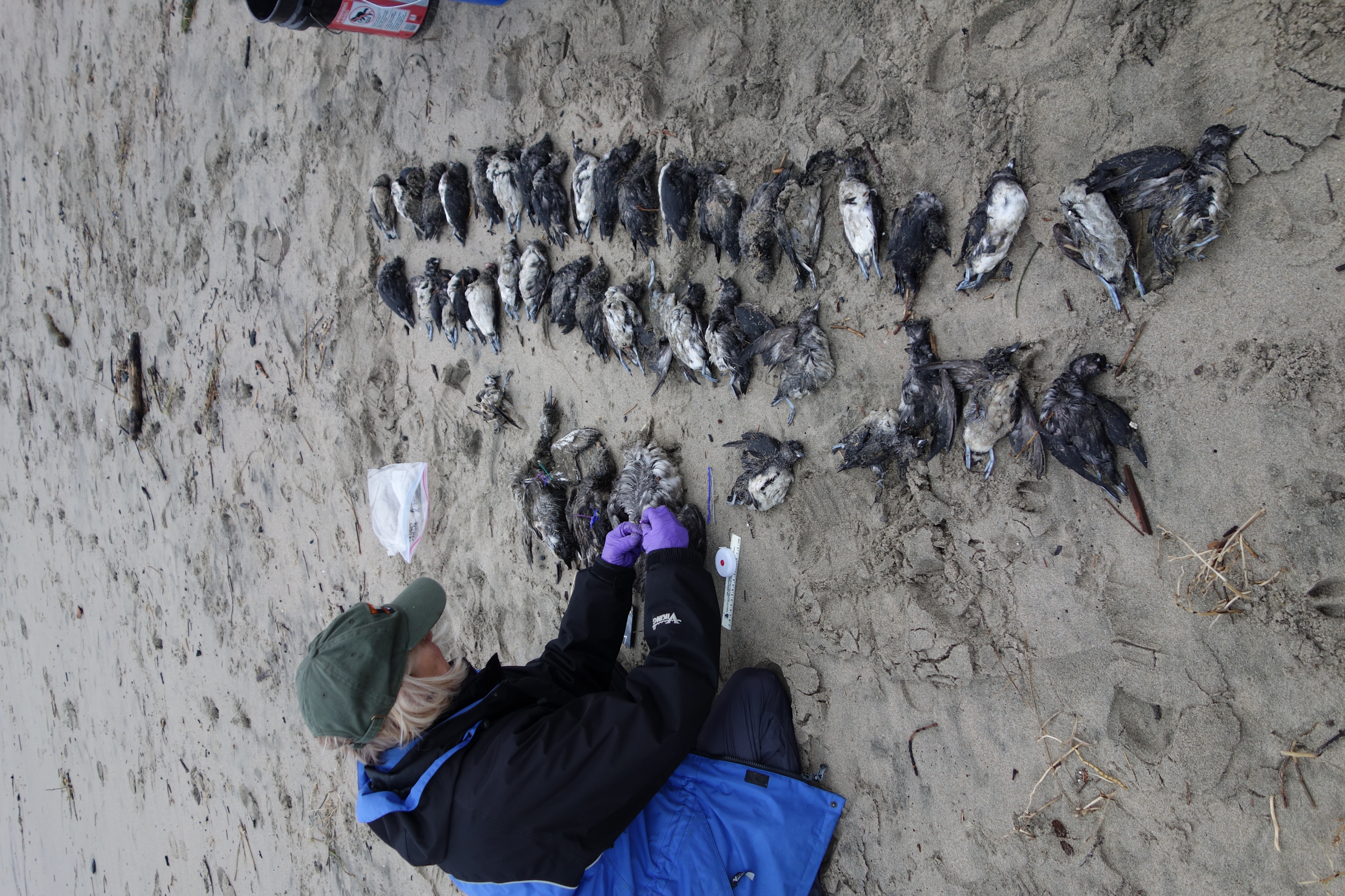 scientist looking at dead birds laid out on a beach 