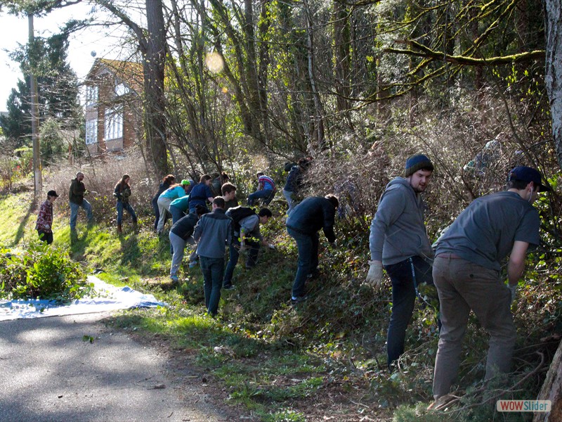 Groups of volunteers working at cutting back a bank of invasive weeds along a hillside.