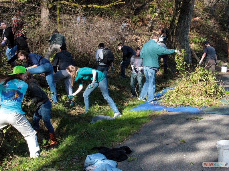 Students working alongside a road with picks and shovels to remove invasive species of plants from the area.