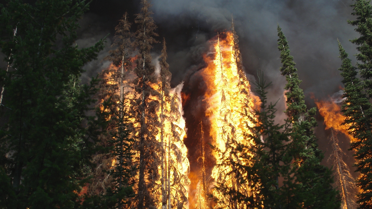 A fire engulfing multiple trees  