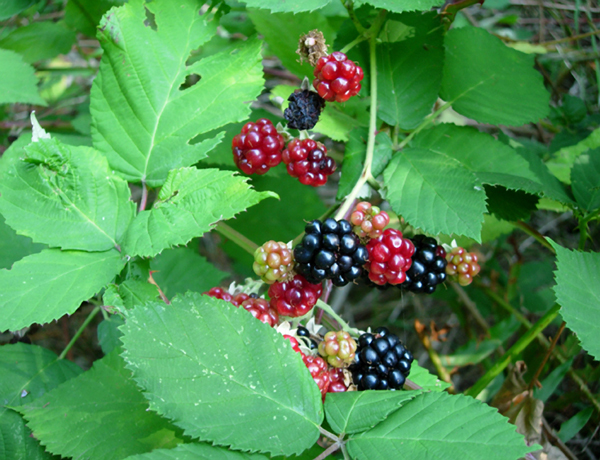 Blackberry leaves and berries, attached to red or green canes. These leaves may be slightly velvety on top. The canes are angular, so when rolled between two fingers it feels more star shaped than a round cylinder, but watch out for large thorns. The aggregate berries of this plant are hard unripe, and squish easily when ripe. The ripe berries smell and taste sweet and a little bit earthy.