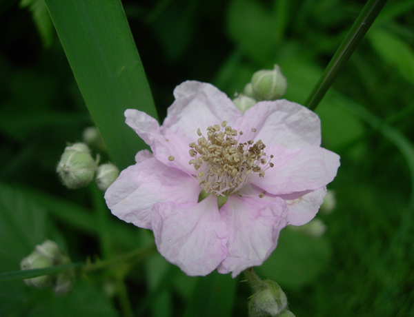 A Blackberry flower has small white flowers with five delicate round white- pink petals, typically arranged in clusters of 5 to 20. The flowers and berries may have scratchy hair-like stamen. 