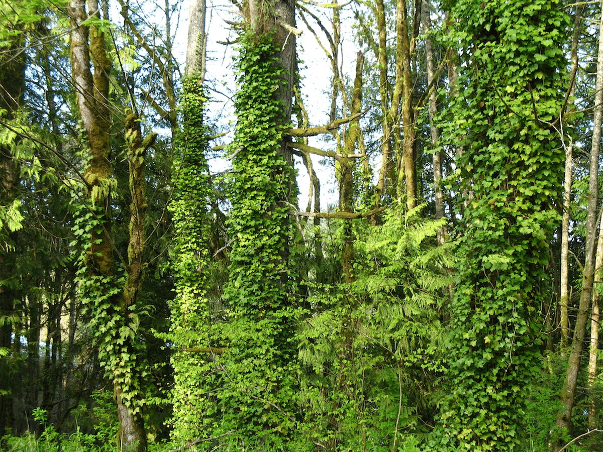 Trees covered in ivy, the trunks are enveloped by the vines and leaves. The leaves can be heavy weight on the trees increasing risk of them falling during storms