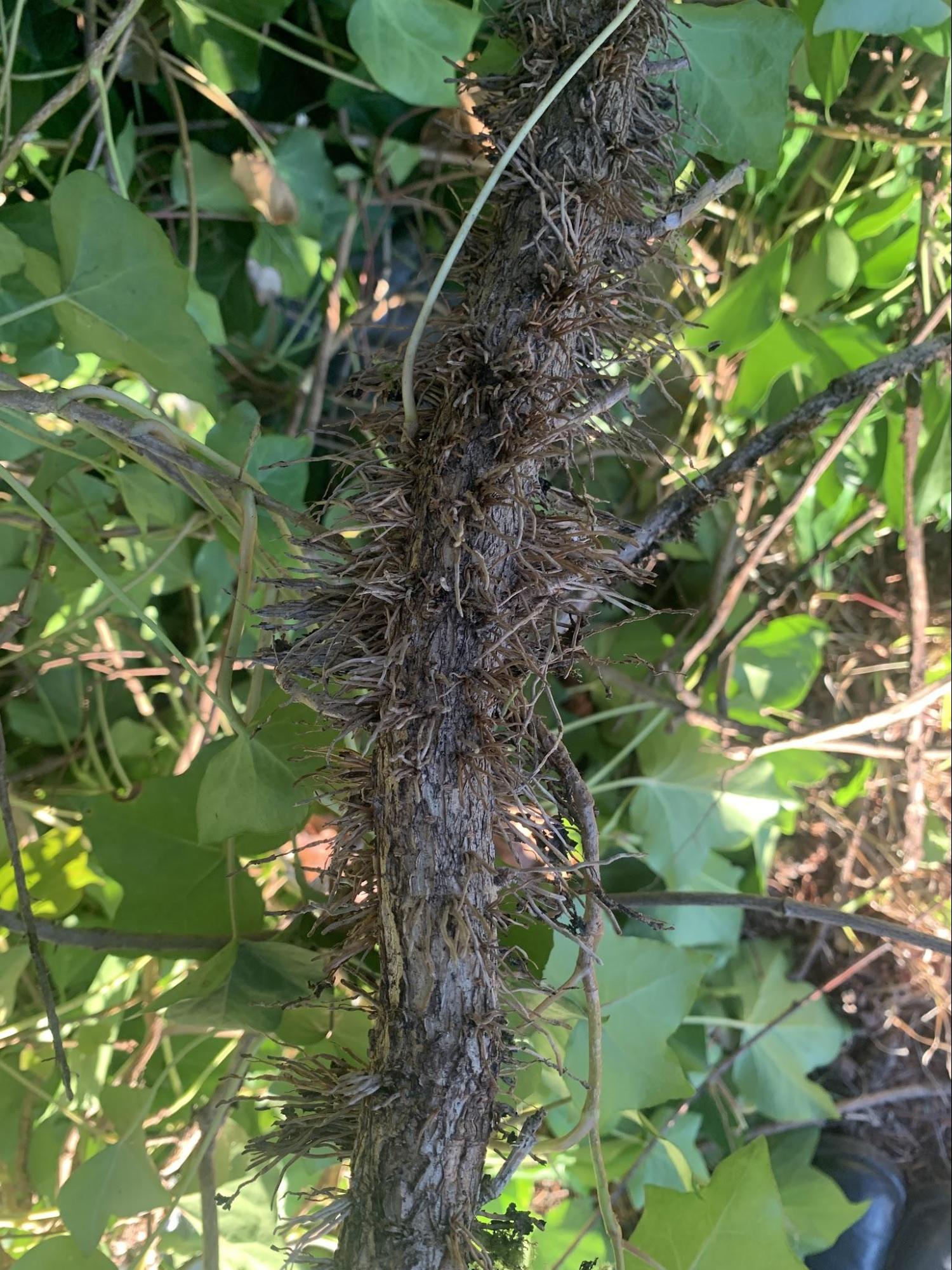 A thick ivy root, about 2 inches thick. These roots and vines can be flexible when smaller, or hard and wood like when they get more than about ½ an inch thick. When they get larger they also get many thin rootlets that grow out perpendicular to the main root and feel similar to scratchy twine. 