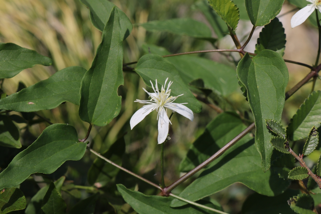 Some clematis stems with a single flower centered. This plant has long matte leaves arranged alternately on dark brown stems. The leaves are round near the main stem and pointed at the tips. Both stems and leaves are thin and very flexible. The flower has five thin oval shaped white petals