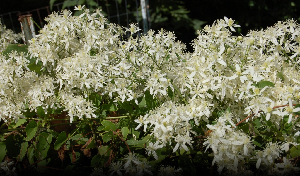 Many clematis flowers, arranged so thickly that they cover most of the leaves below. The flowers have long stamens which make them feel and appear fuzzy