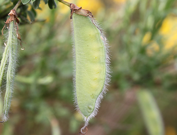 A photo of a scotch broom branch, which has bright yellow pea shaped flowers. That means they have one large round petal pointing up on top, and several pointed down below it. The stems are dark brown to green and have many small leaves on them. 