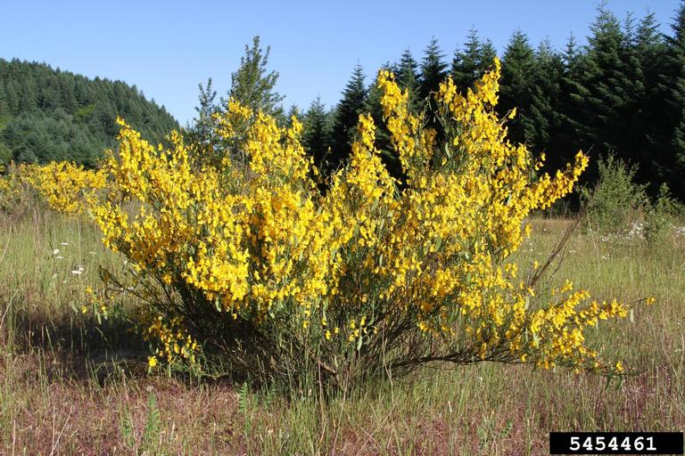 A scotch broom bush outsplayed. It has yellow flowers covering the bush and can get 3-10 feet tall. 