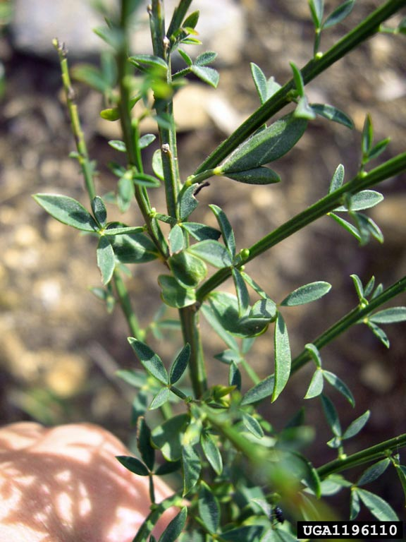 A photo of scotch broom leaves which are shaped like ovals pointed at each end with one vein down the center. They are ¾ to one inch long and often come in groupings of three. 