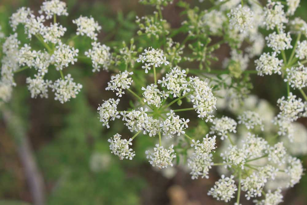 A photo from the underside of a cluster of poison hemlock flowers. The end of the stem branches into many more clusters of very small white flowers. The flower clusters are shaped like small umbrellas. 
