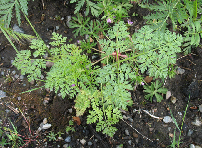 A photo of poison hemlock leaves and stems. The stems are green and smooth with purple streaks, and branch into several stems which have clusters of compound, carrot-like leaves. Leaves have a musty smell when crushed. REMINDER