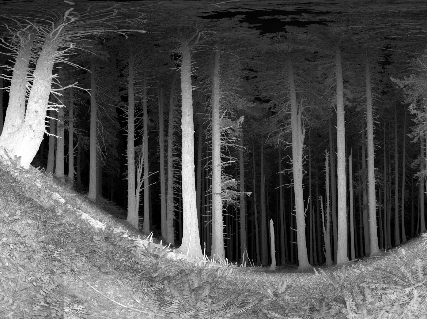 Terrestrial lidar scan of a forest