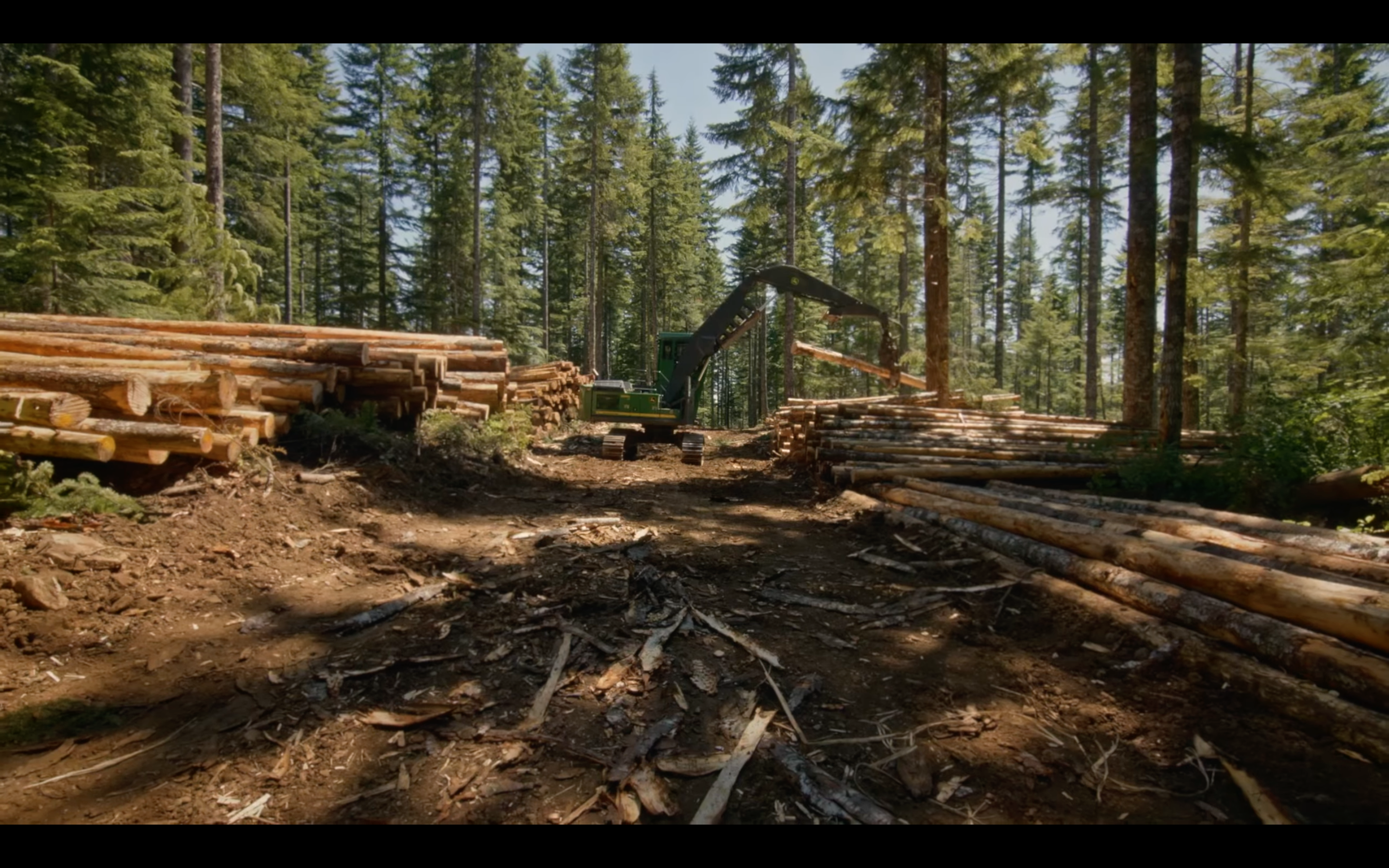 A coniferous forest with logged trees and logging equipment.