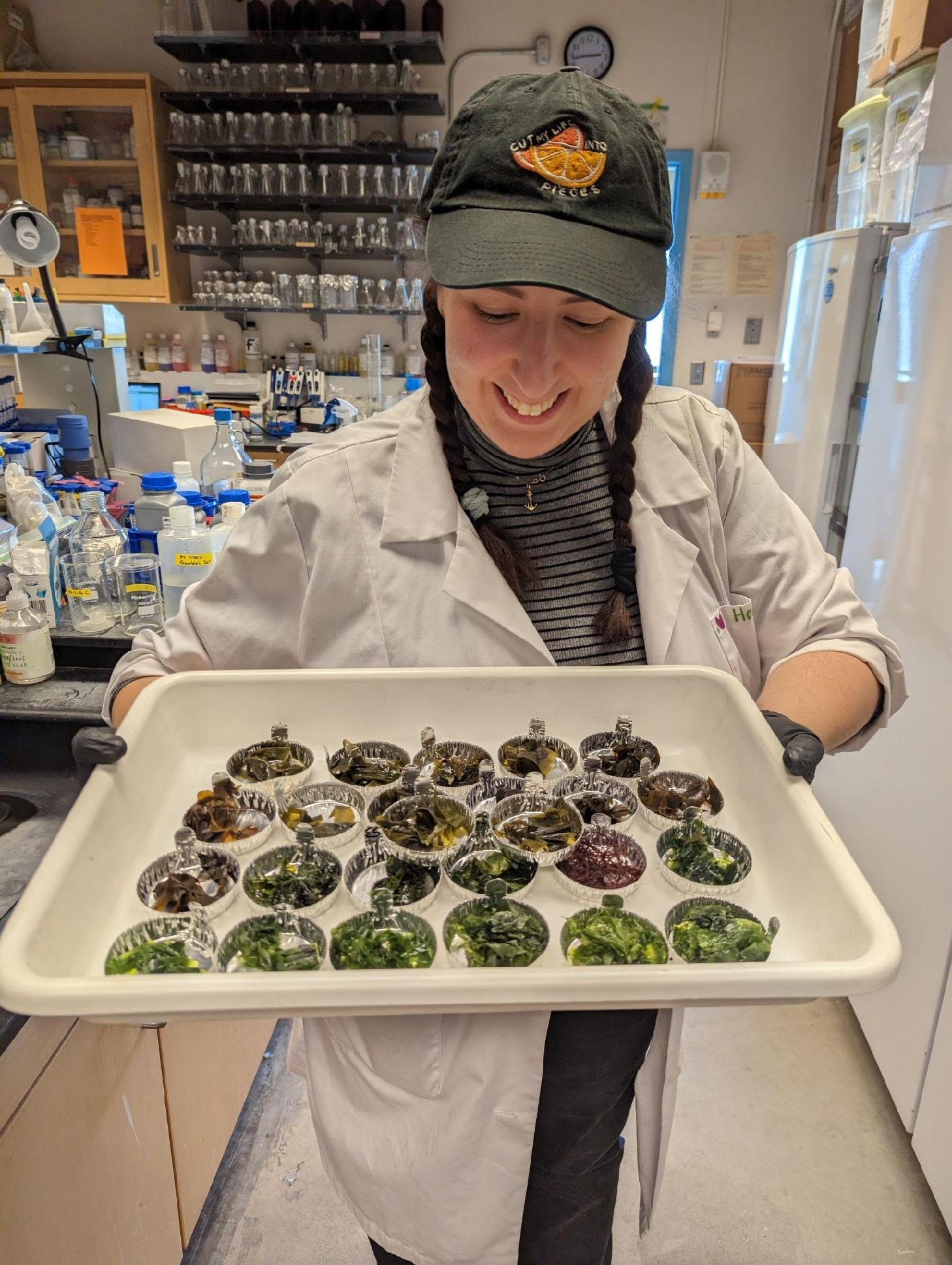 Graduate student Holly Suther holds a tray of dried seaweed samples being extracted for analysis of PFAS compounds