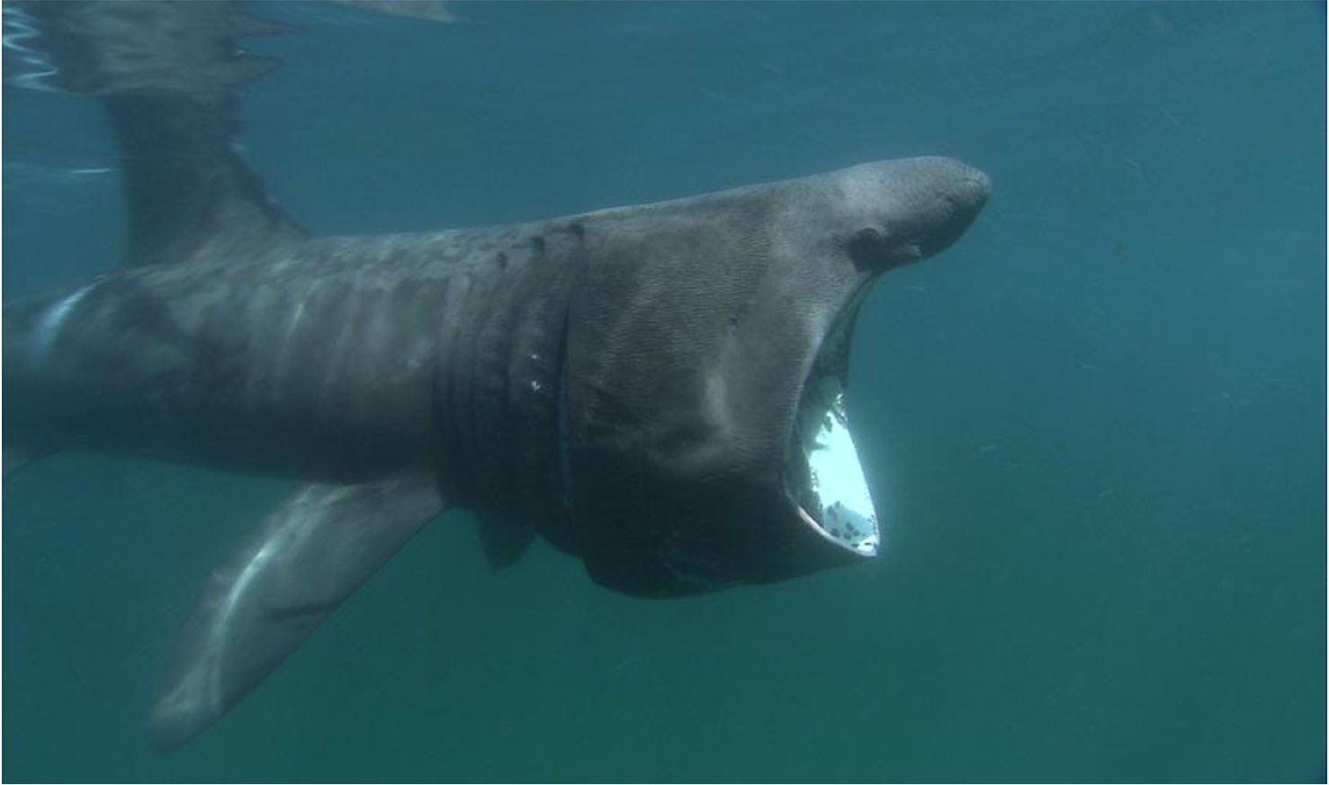 A basking shark in water.