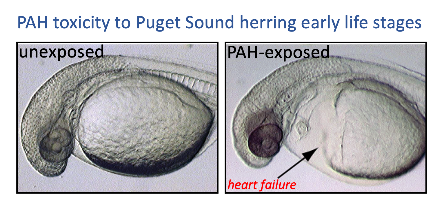 Herring exposure to PAH
