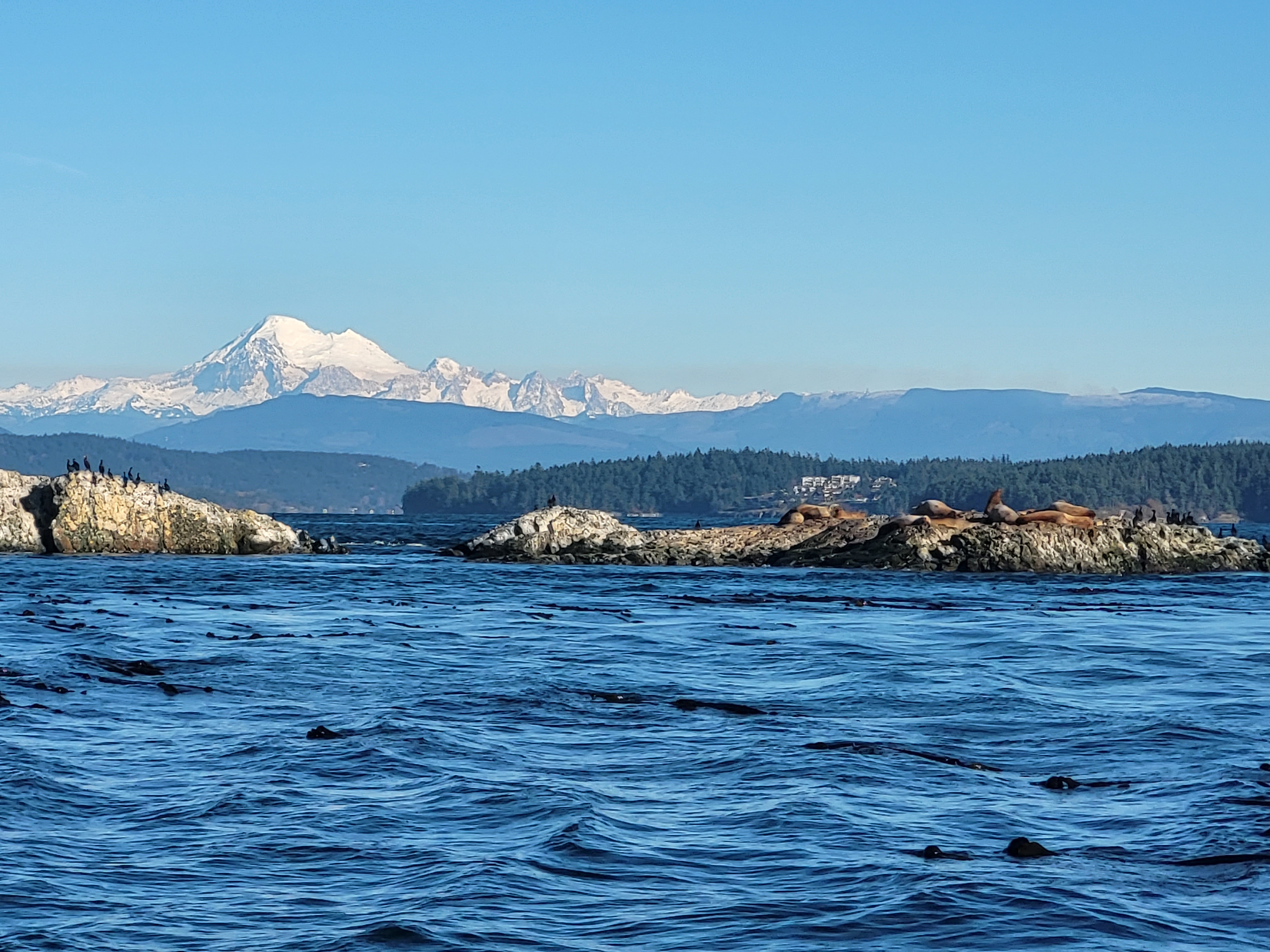 Stellar sea lion on rocks with water and Mt Baker