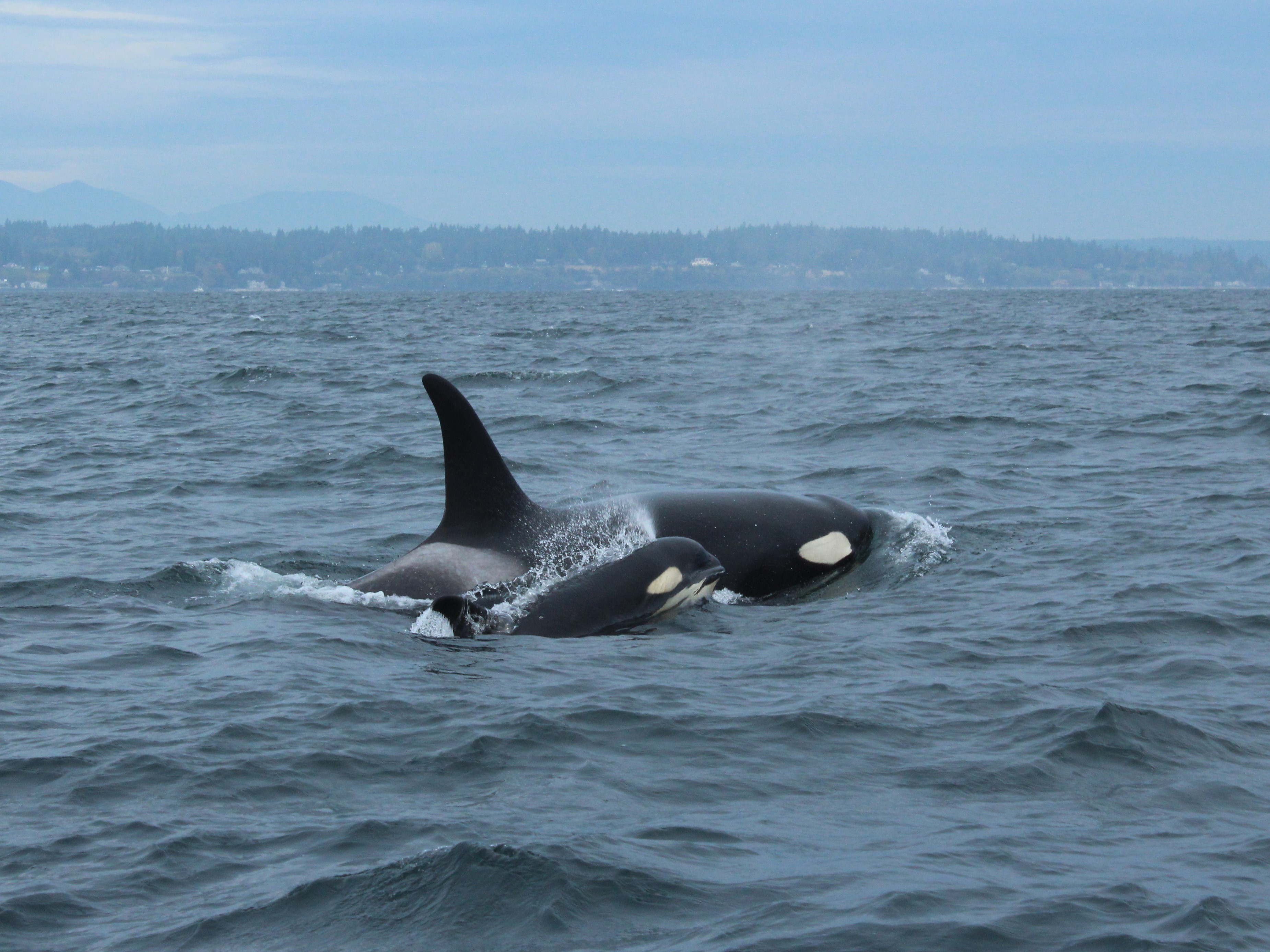 J56 (Tofino) with her mother J31 (Tsuchi), by Mark Sears, Permit 21348