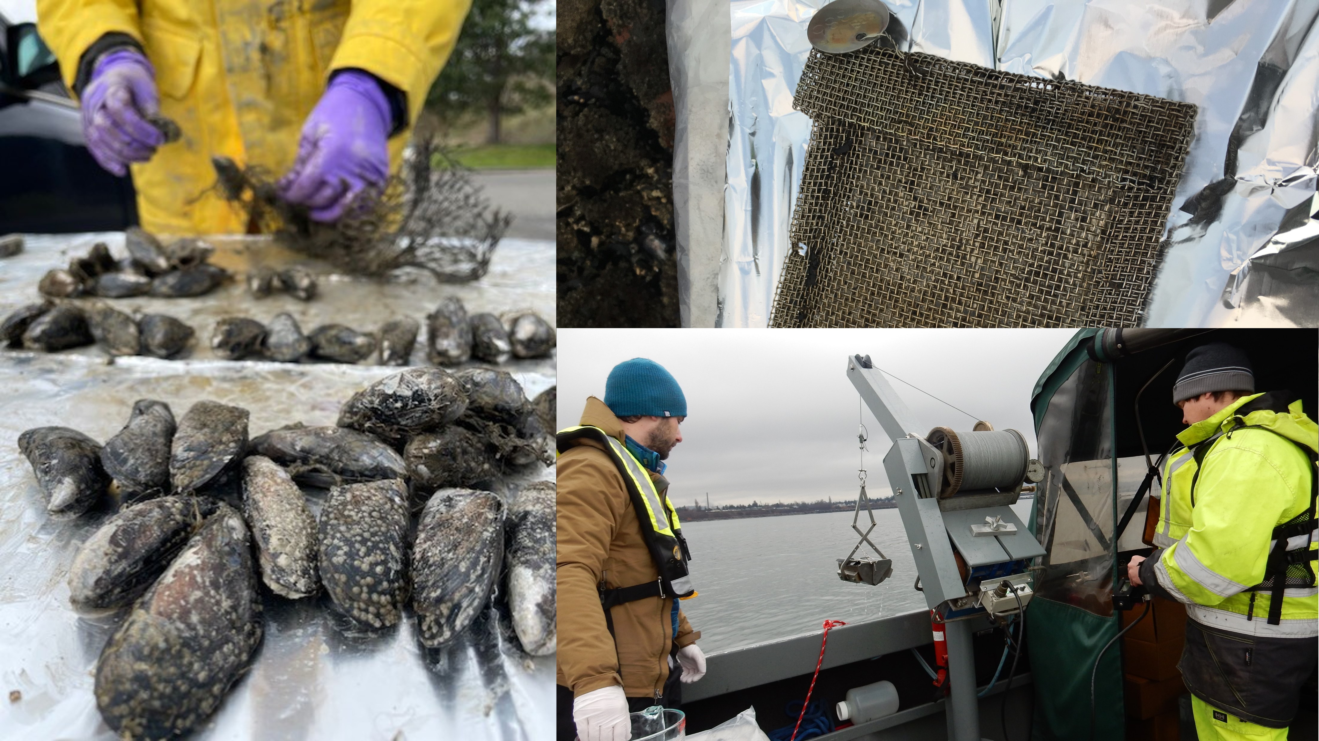 Photo collage of data collection equipment and marine organisms