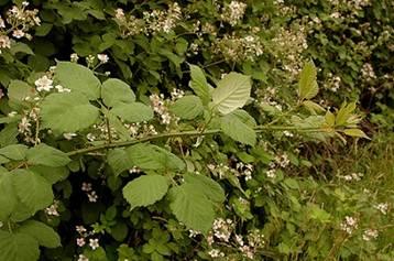 Three leaved blackberry plant with pointed, jagged edged leaves and thorns, an invasive species in the Pacific Northwest.