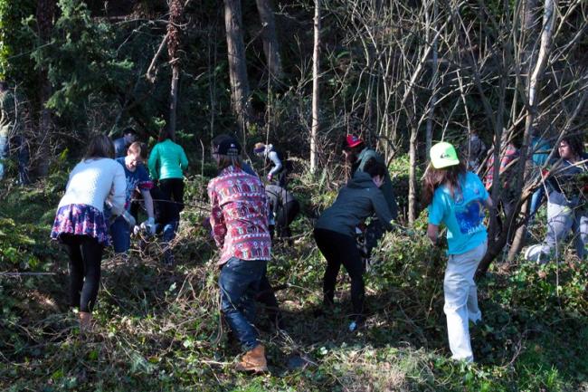 A group of 9 volunteers work together digging up invasive plants in the Sehome Arboretum.