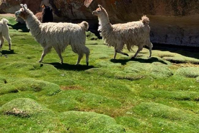 llamas on the side of a grassy hill