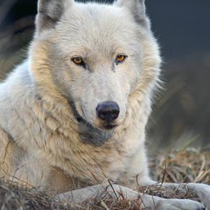 Photo of a gray wolf with very light gray fur, named Chai