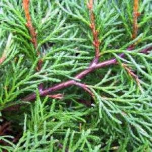 Cedar tree leaves attached to branch