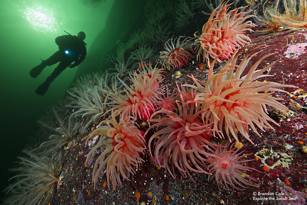A diver explores underwater, passing by a group of sea anemones