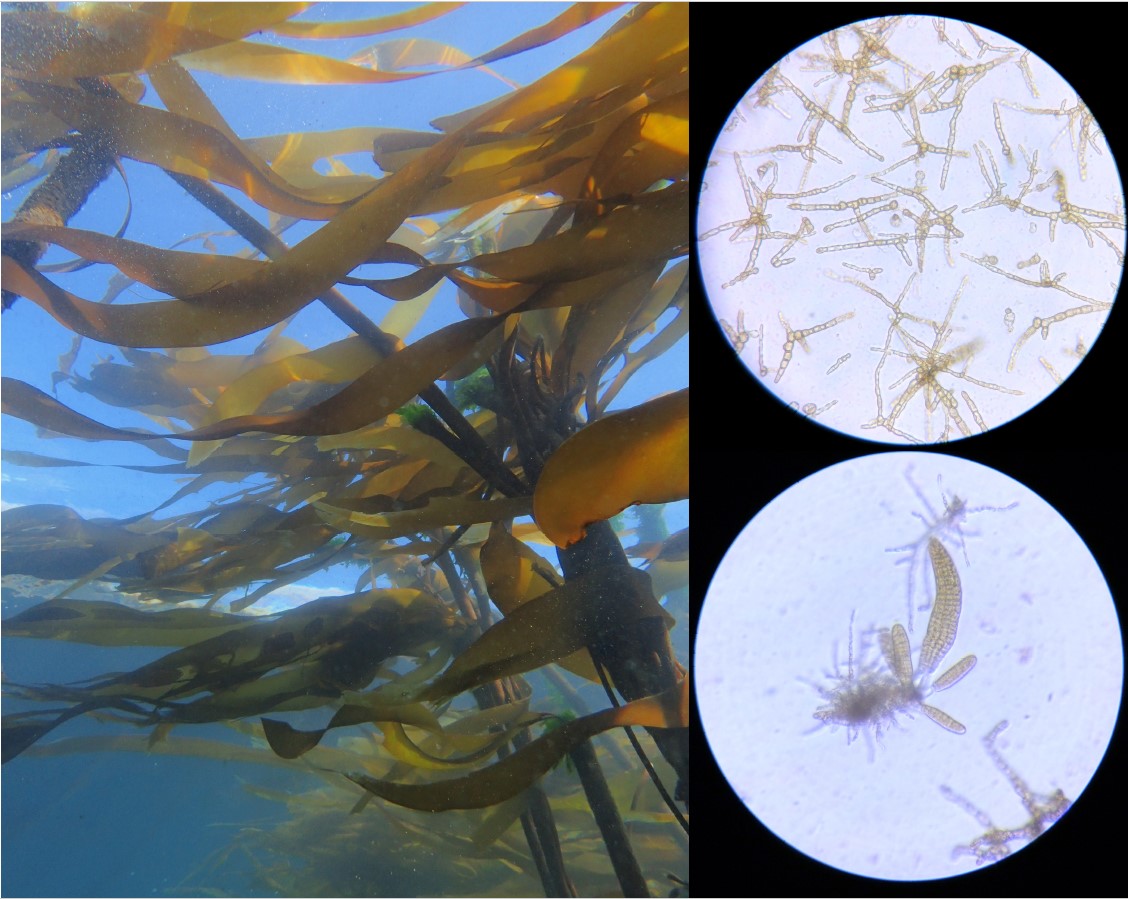 Life cycle of kelp