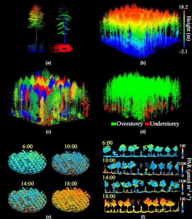 lidar imagery of trees