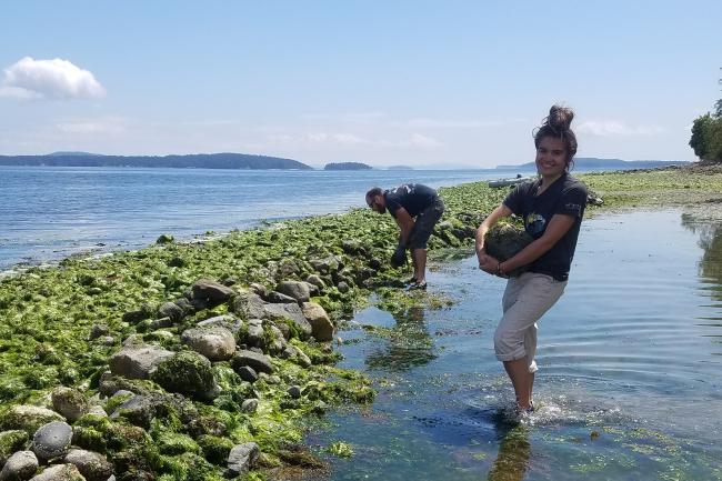 Two people, including WWU student Alex Trejo holding a rock to be placed in the sea garden rock wall, doing field work at Fulford Harbor, Salt Spring Island. A seaweed-covered rocky seawall, islands and bodies of water are shown in the photograph.