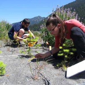 Students taking samples of plants from the crack of a slab of granite.